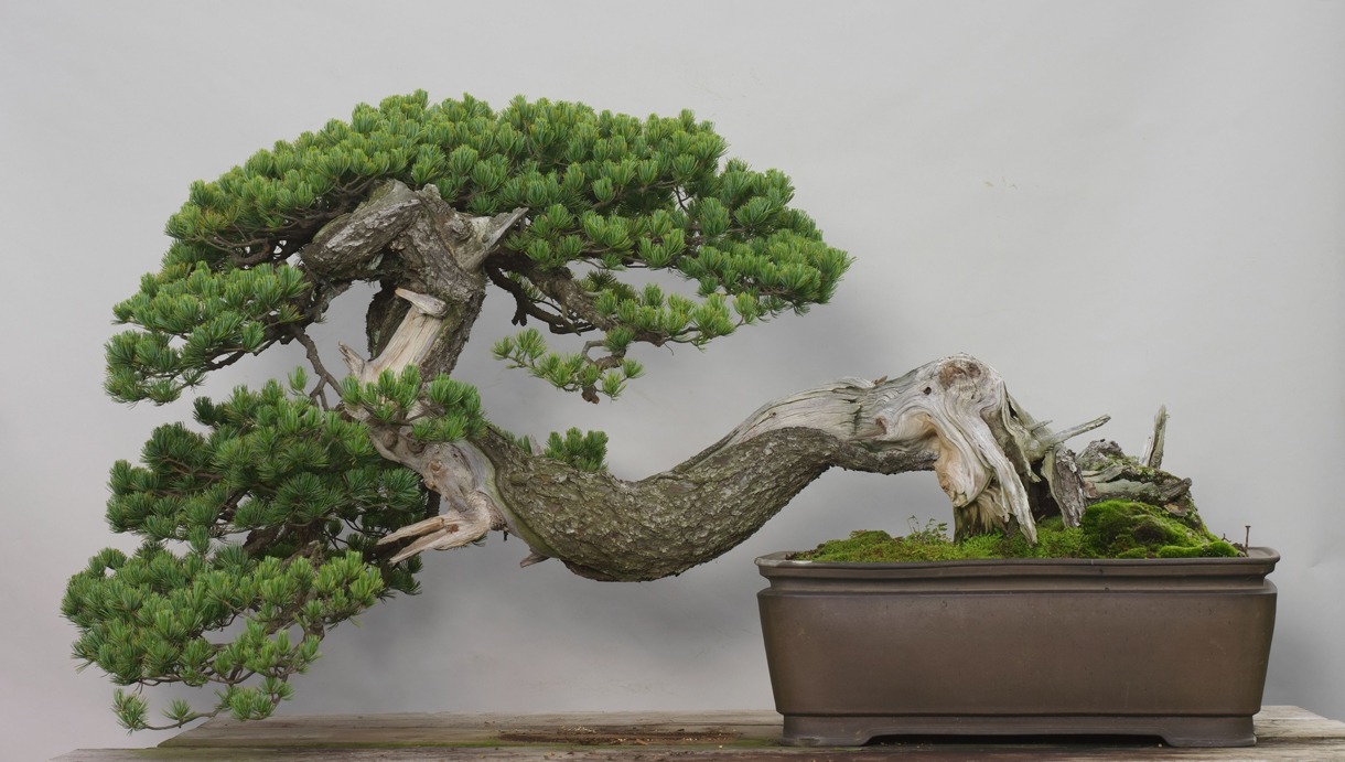 写真はさいたま市大宮盆栽美術館所蔵の盆栽「青龍」。