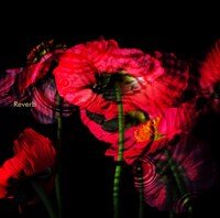 黒夢「Reverb」CD盤ジャケット