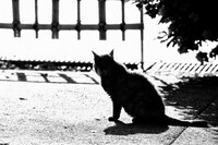 菊池茂夫が撮影した野良猫。