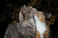 菊池茂夫が撮影した野良猫。