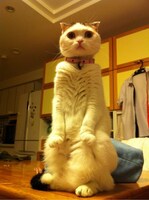 「しょこたんグランプリ」を獲得した猫。