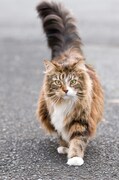 「『9lives』強くしぶとく生きているで賞」を獲得した猫。