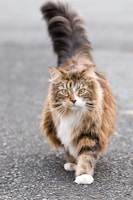 「『9lives』強くしぶとく生きているで賞」を獲得した猫。
