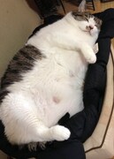 「マミタスにそっくりで賞」を獲得した猫。