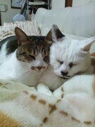 「『ねこのきもち』特別賞」を獲得した猫。