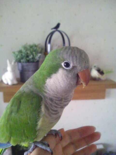 米澤円の“愛鳥”きなこちゃん。