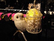 ステージにはふくろうのオブジェなどが飾られ、ライブの雰囲気を盛り上げた。