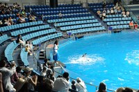 イルカトレーナーに挑戦するNANAE。