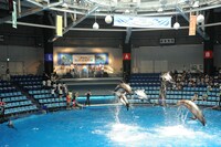 7!!のライブの模様。