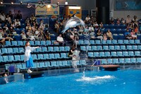 イルカトレーナーに挑戦するNANAE。