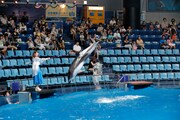 イルカトレーナーに挑戦するNANAE。