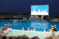 チームしゃちほこが登場したイルカパフォーマンスの様子。