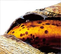 TAMTAM「Strange Tomorrow」ジャケット