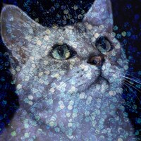 PLASTICZOOMS「SECRET POSTCARD」ジャケット