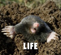 フジファブリック「LIFE」初回限定盤ジャケット