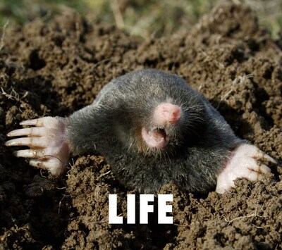 フジファブリック「LIFE」初回限定盤ジャケット