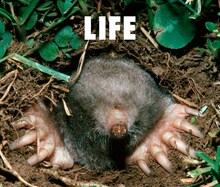 フジファブリック「LIFE」通常盤ジャケット