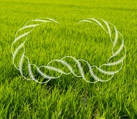 大石始「THE VOICE OF TRIBES」ジャケット