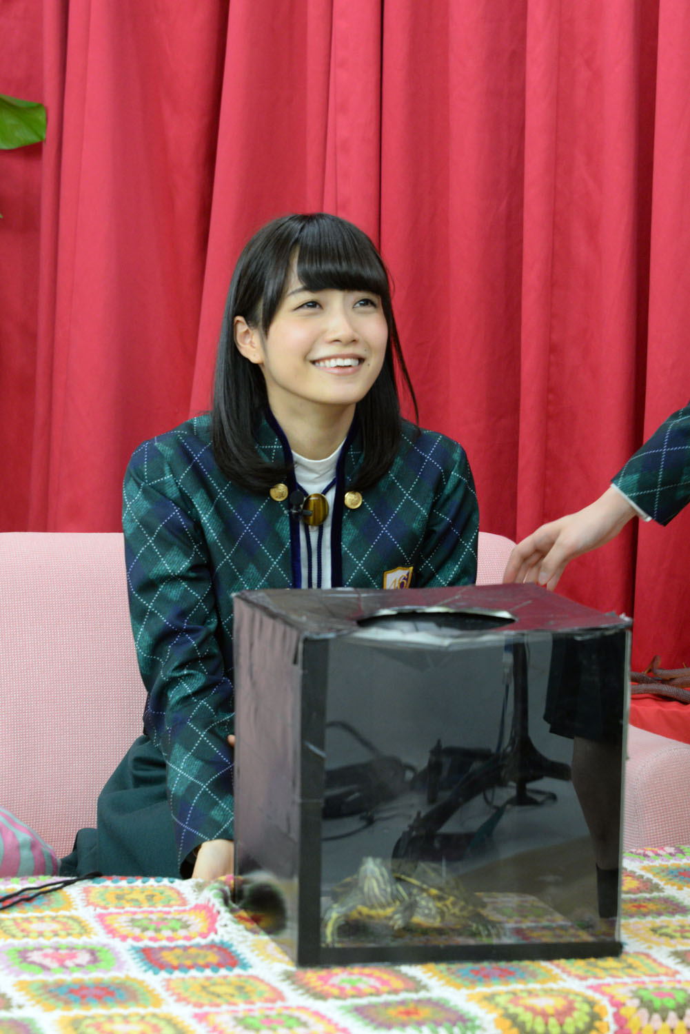 箱の中に入った亀を触ろうとする深川麻衣。
