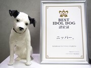 ニッパーと「ベストアイドルドッグ」認定書。
