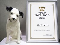 ニッパーと「ベストアイドルドッグ」認定書。