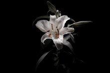 BOOM BOOM SATELLITESオフィシャルサイトのメインビジュアル。