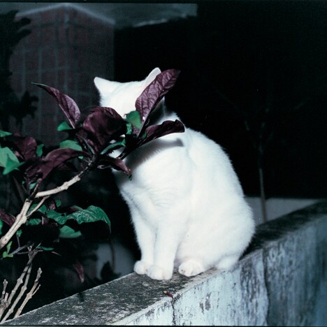 婦人倶楽部「東京カラー」ジャケット