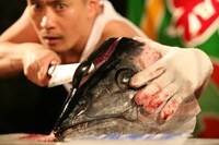 森田釣竿（漁港）