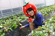 いちごを摘む室田瑞希。