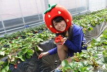 いちごを摘む室田瑞希。