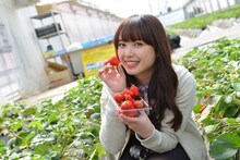 いちごを摘む中島早貴。