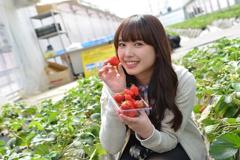 いちごを摘む中島早貴。