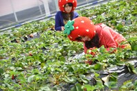 いちご摘みに励む室田瑞希、稲葉愛香。