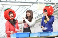 いちごの早摘み対決で地元農家の記録に一歩届かず悔しがる稲葉愛香。