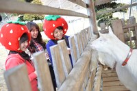 農場のやぎと触れ合う稲葉愛香、中島早貴、室田瑞希。