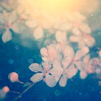 Aqua Timez「さくら道」配信ジャケット