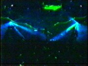 相対性理論「たまたまニュータウン（2DK session）」PVキャプチャ