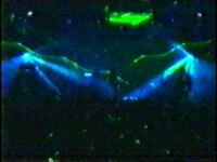 相対性理論「たまたまニュータウン（2DK session）」PVキャプチャ