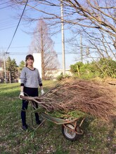 一輪車で枯れ枝を運ぶSAWA。