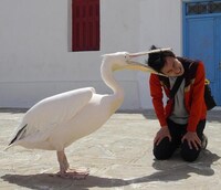 松本卓也（シネマ健康会）