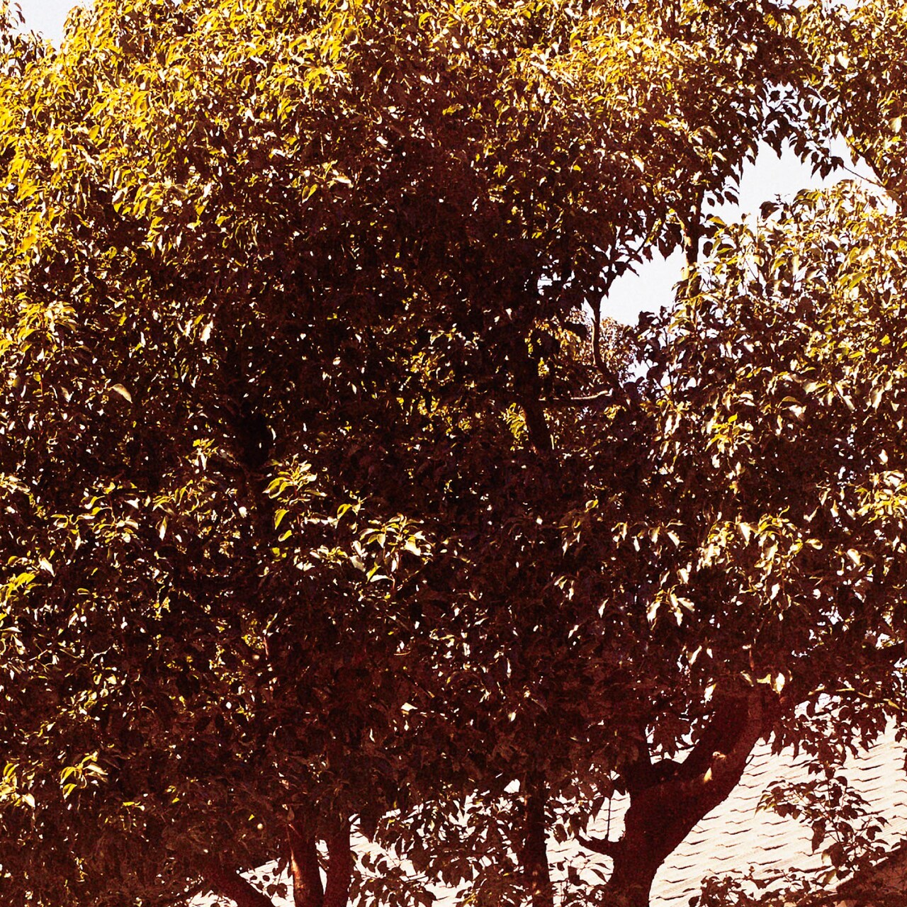 笹倉慎介「TIME STREAM」シリーズ春編が完成