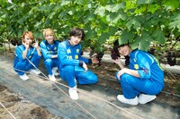 ぶどう狩りを体験したDISH//。（写真提供：ソニー・ミュージックレコーズ）