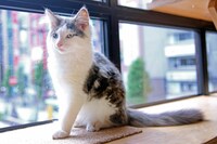 にゃあにゃあずの北斗くん。