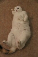 にゃあにゃあずのてまりちゃん。