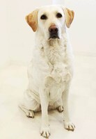 西野と共演したラブラドルレトリバーのマム。