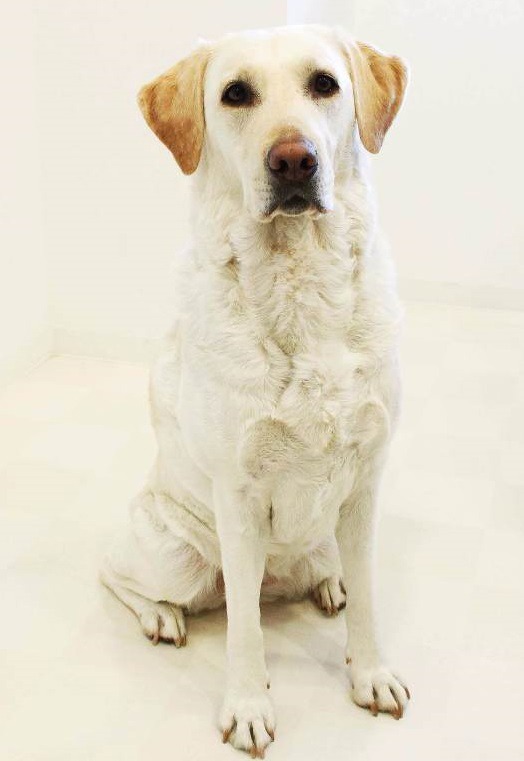 西野と共演したラブラドルレトリバーのマム。