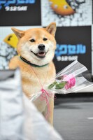 三戸へのプレゼントの花を首輪に付けて登場したまる。