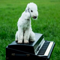 ayU tokiO「犬にしても」