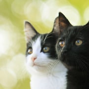 「猫なんかよんでもこない。」主題歌はSCANDAL書き下ろし新曲「Morning sun」