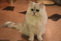 バルーンくん（にゃあにゃあず）